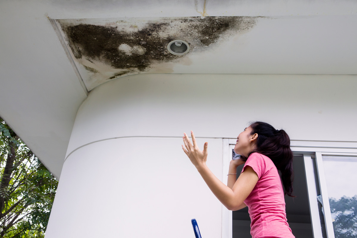 Mold Removal Services